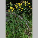 Hieracium prenanthoides (jastrzębiec przenętowaty)