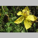 Hypericum elegans (dziurawiec wytworny)