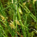 Juncus filiformis (sit cienki)