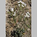 Kernera saxatilis (warzuszka skalna)