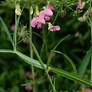 Lathyrus sylvestris (groszek leśny)