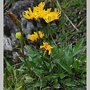 Leontodon pseudotaraxaci (brodawnik tatrzański)