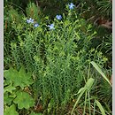 Linum extraaxillare (len karpacki)