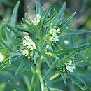 Lithospermum officinale (nawrot lekarski)