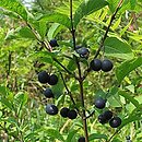 Lonicera nigra (wiciokrzew czarny)