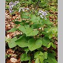 Lunaria (miesiącznica)