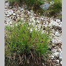 Luzula alpino-pilosa (kosmatka brunatna)