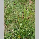 Luzula sudetica (kosmatka sudecka)