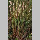 Melica transsilvanica (perłówka siedmiogrodzka)