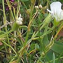 Minuartia (mokrzyca)
