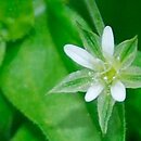 Moehringia trinervia (możylinek trójnerwowy)