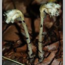 Monotropa hypophegea (korzeniówka mniejsza)