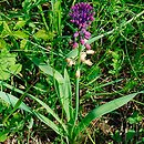Muscari comosum (szafirek miękkolistny)