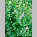 Nepeta pannonica (kocimiętka naga)
