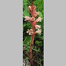 Orobanche centaurina (zaraza Kocha)