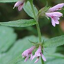Odontites serotina agg. (zagorzałek późny agg.)