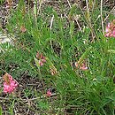 Onobrychis viciifolia (sparceta siewna)