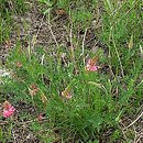 Onobrychis (sparceta)