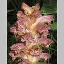 Orobanche alsatica (zaraza alzacka)