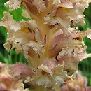 Orobanche bartlingii (zaraza Bartlinga)