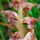 Orobanche caryophyllacea (zaraza przytuliowa)