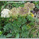 Pachypleurum simplex (nibymarchwica pojedyncza)