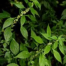 Parietaria (parietaria)