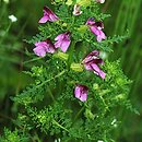 Pedicularis palustris (gnidosz błotny)