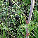 Peucedanum alsaticum (gorysz alzacki)
