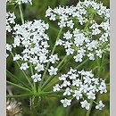 Peucedanum cervaria (gorysz siny)