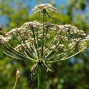 Apiaceae - z pokrywkami i pokrywami