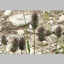 Phleum commutatum (tymotka alpejska)
