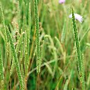 Phleum phleoides (tymotka Boehmera)