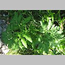 Pleurospermum austriacum (żebrowiec górski)