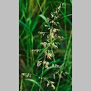 Poa pratensis (wiechlina łąkowa)