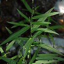 Polygonum minus (rdest mniejszy)