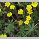 Potentilla heptaphylla (pięciornik siedmiolistkowy)