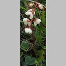 Pyrola carpatica (gruszyczka karpacka)