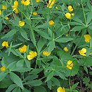 Ranunculus cassubicus s.l. (jaskier kaszubski)