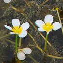 Ranunculus circinatus (jaskier krążkolistny)