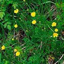Ranunculus polyanthemos (jaskier wielokwiatowy)