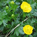Ranunculus pseudomontanus (jaskier halny)