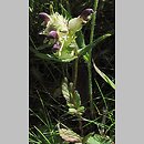 Rhinanthus alpinus (szelężnik wysokogórski)