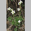 Saxifraga androsacea (skalnica naradkowata)