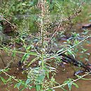 Scrophularia umbrosa (trędownik skrzydlaty)