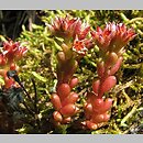 Sedum atratum (rozchodnik czarniawy)