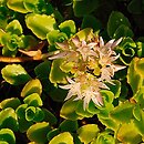 Phedimus spurius (rozchodnik kaukaski)