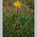 Senecio carpaticus (starzec karpacki)