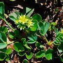 Sibbaldia procumbens (sybaldia rozesłana)