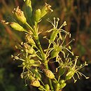 Silene otites (lepnica wąskopłatkowa)